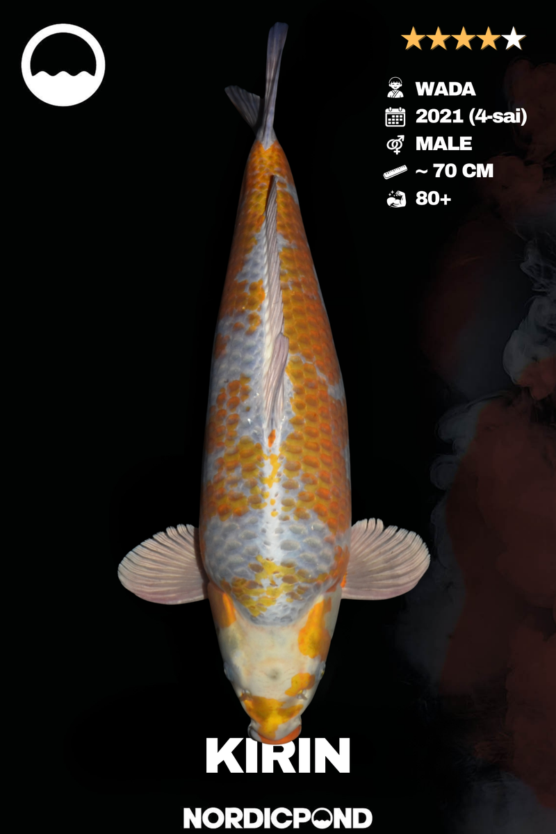 Wada Kirin Male