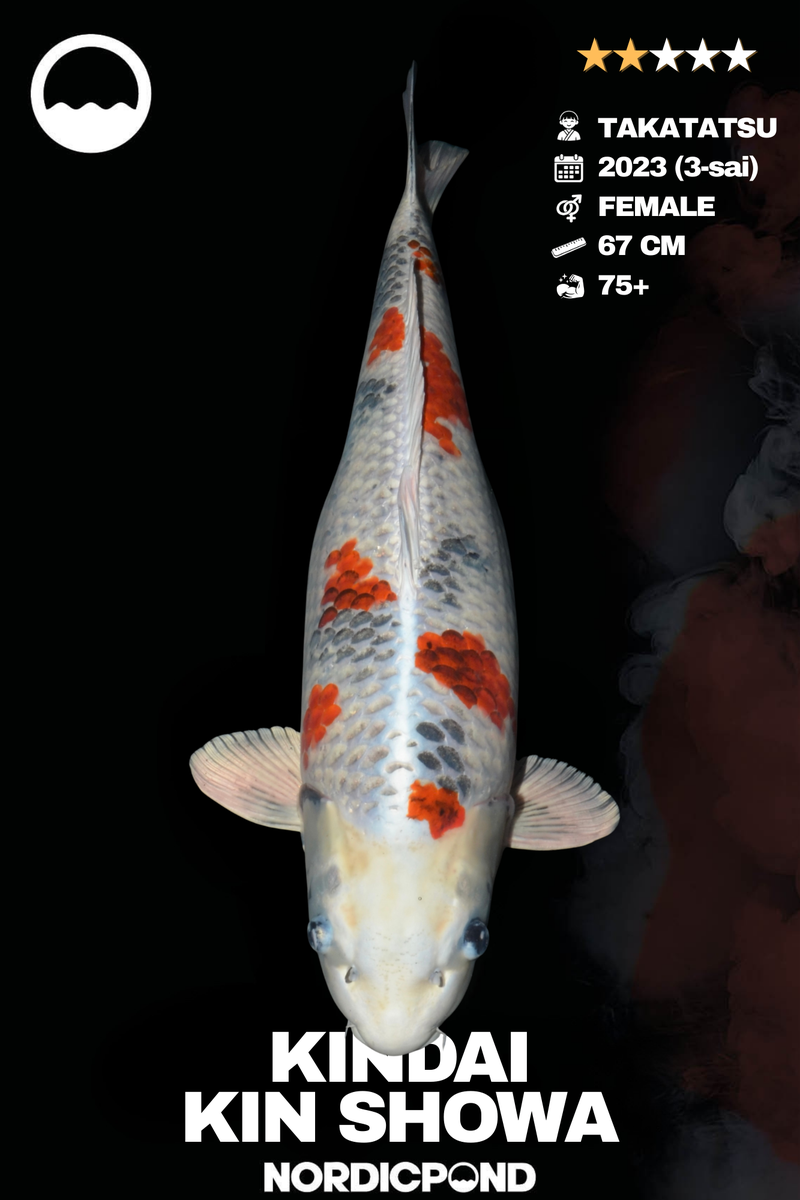 Takatatsu Kindai Kin Showa Female