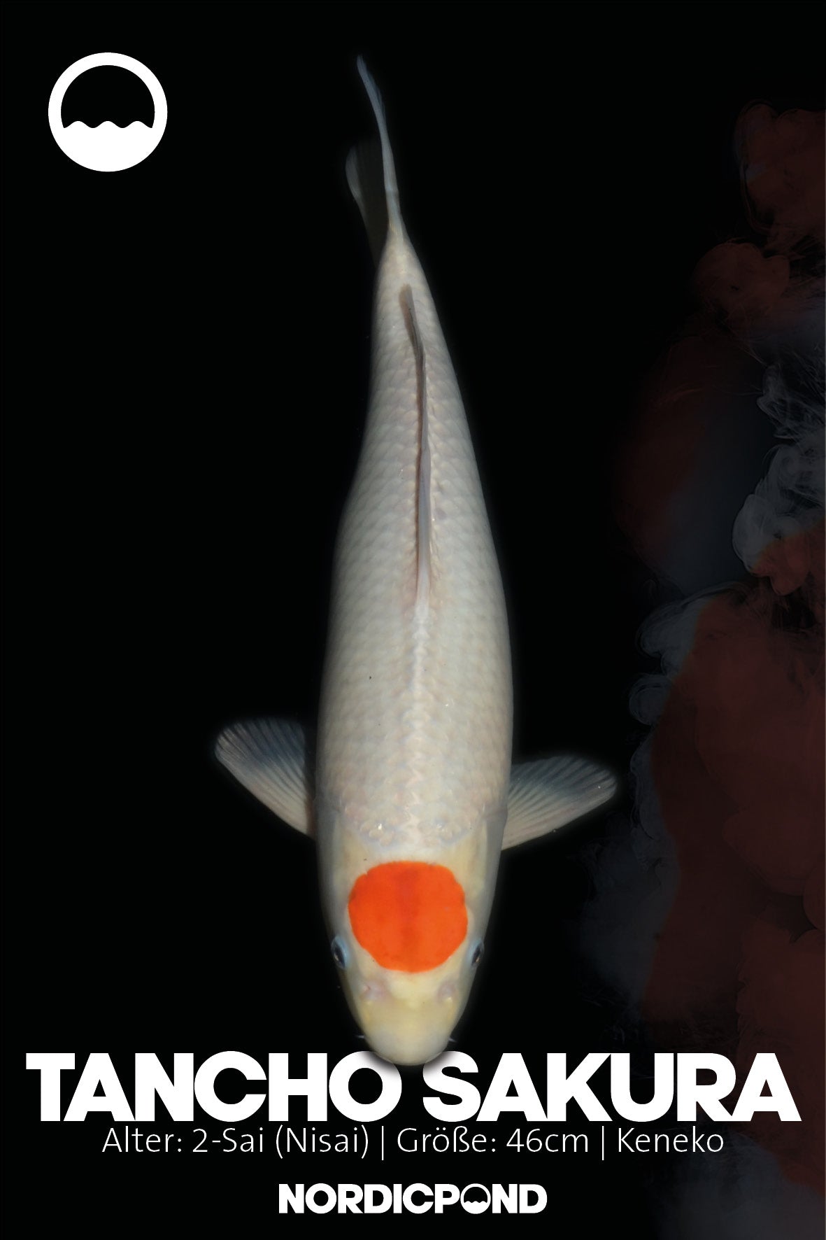 Kaneko Tancho Sakura Ogon