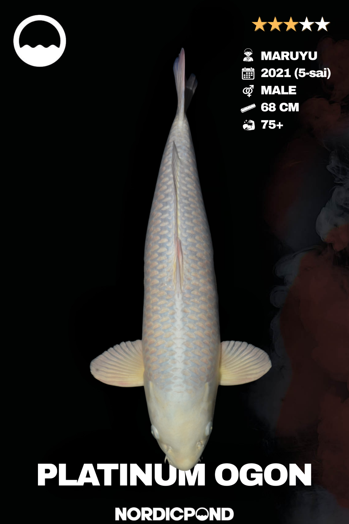 Platinum Ogon – Male – Maruyu Koifarm
