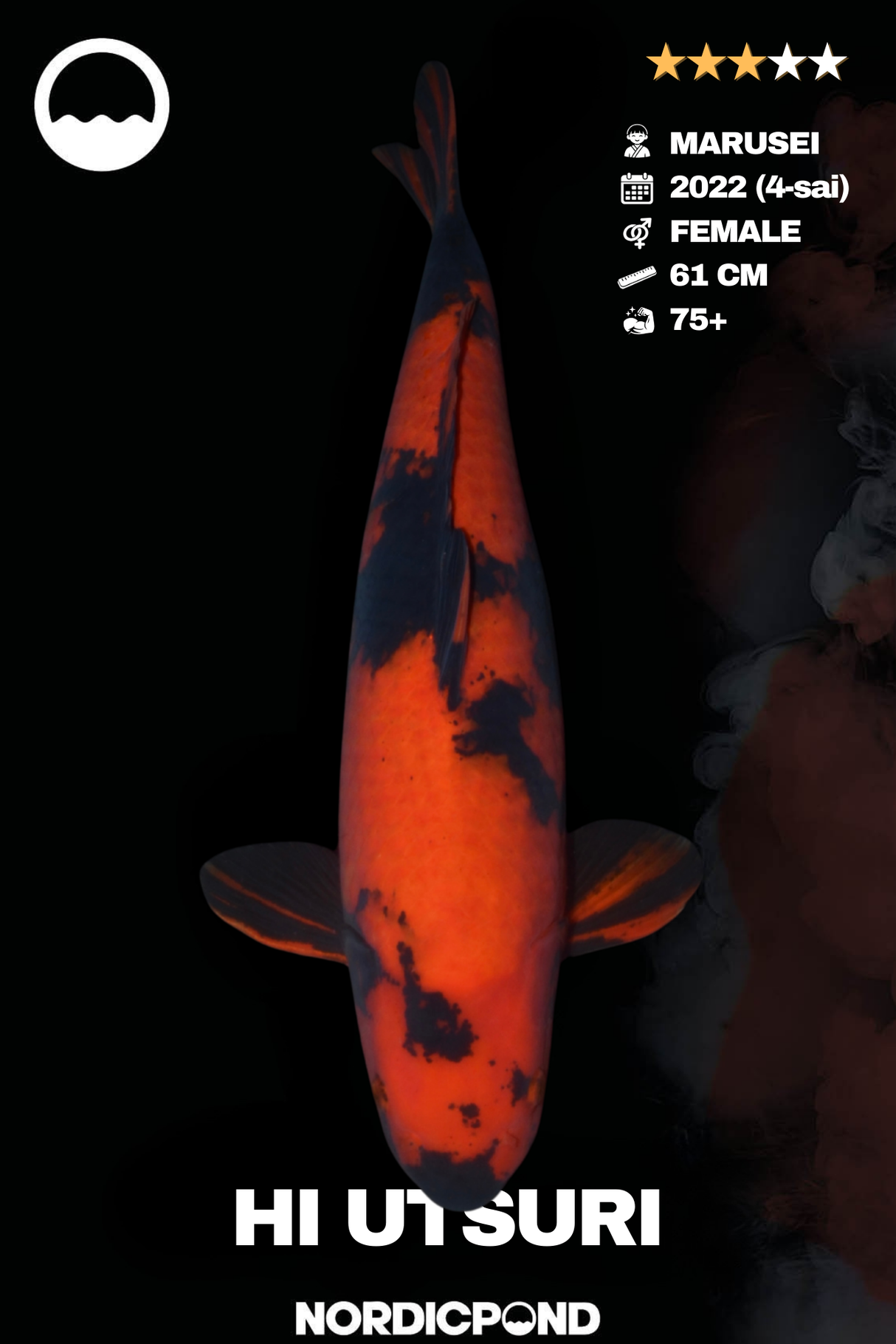 Hi Utsuri – Female – Marusei Koifarm