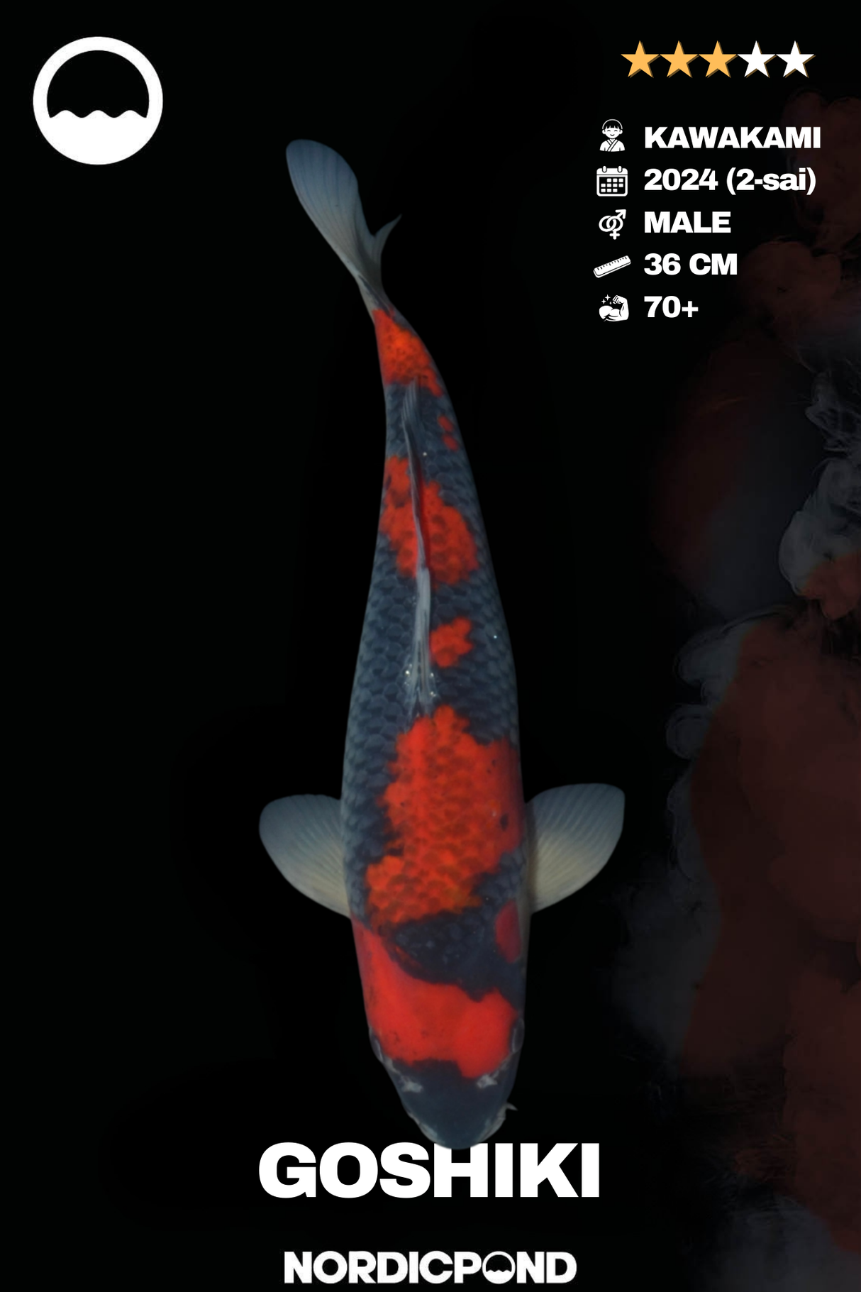 Goshiki – Male – Kawakami Koifarm