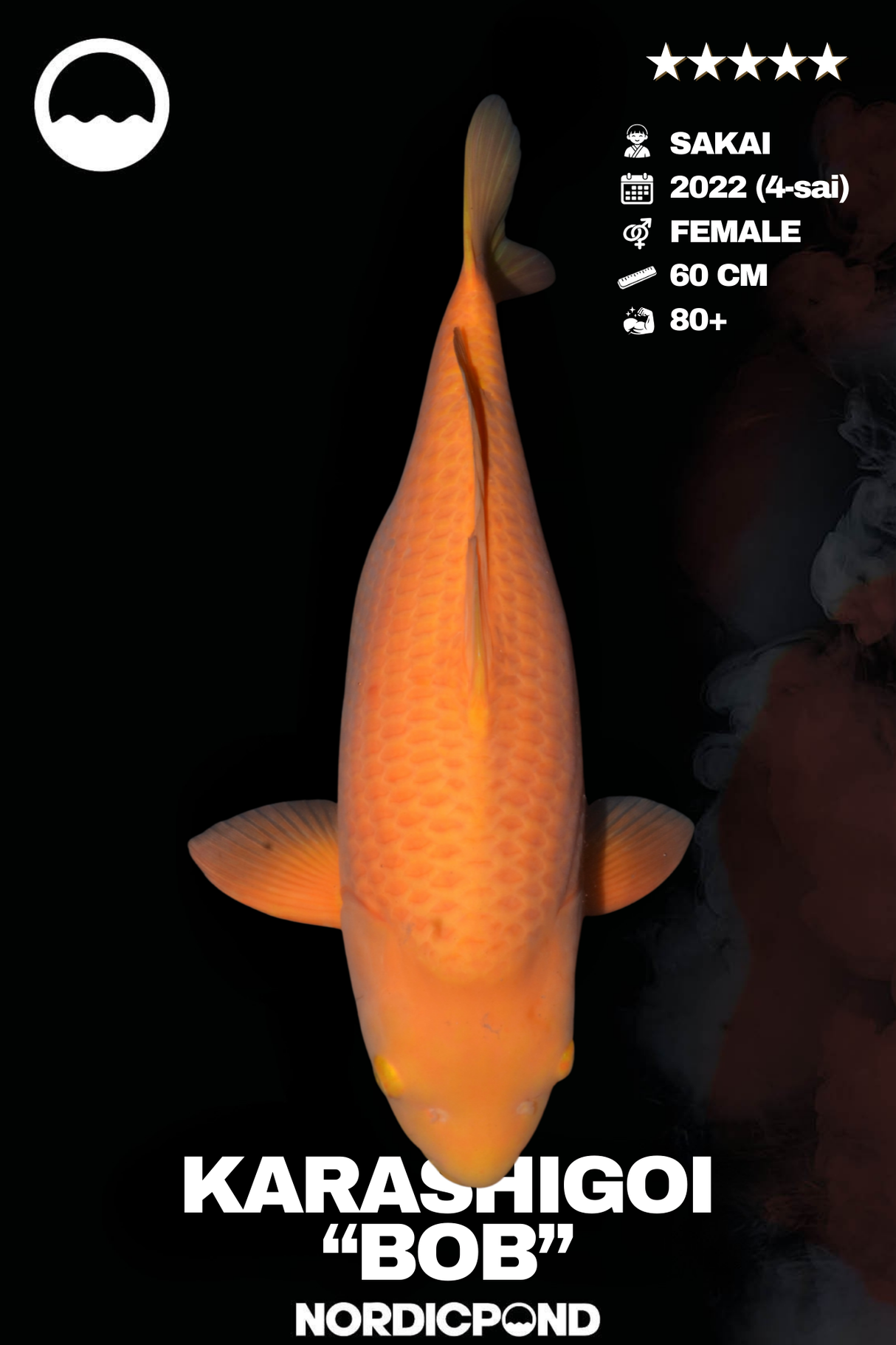 Sakai Karashigoi „Bob“ – Female
