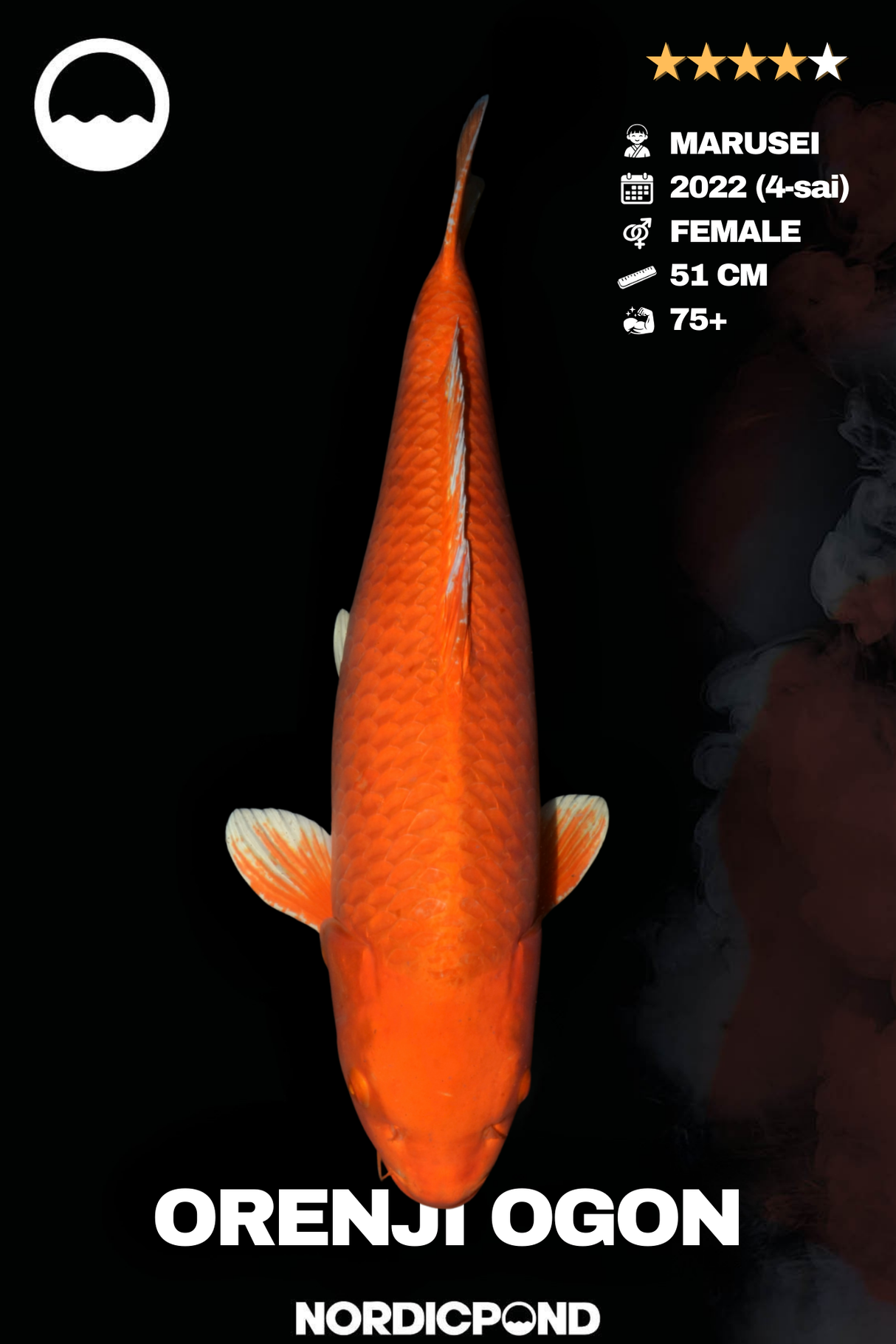 Marusei Orenji Ogon Female