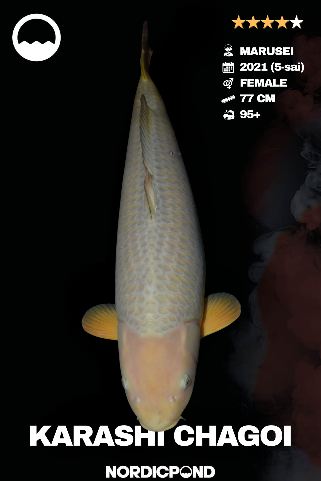 Marusei Karashi Chagoi Female