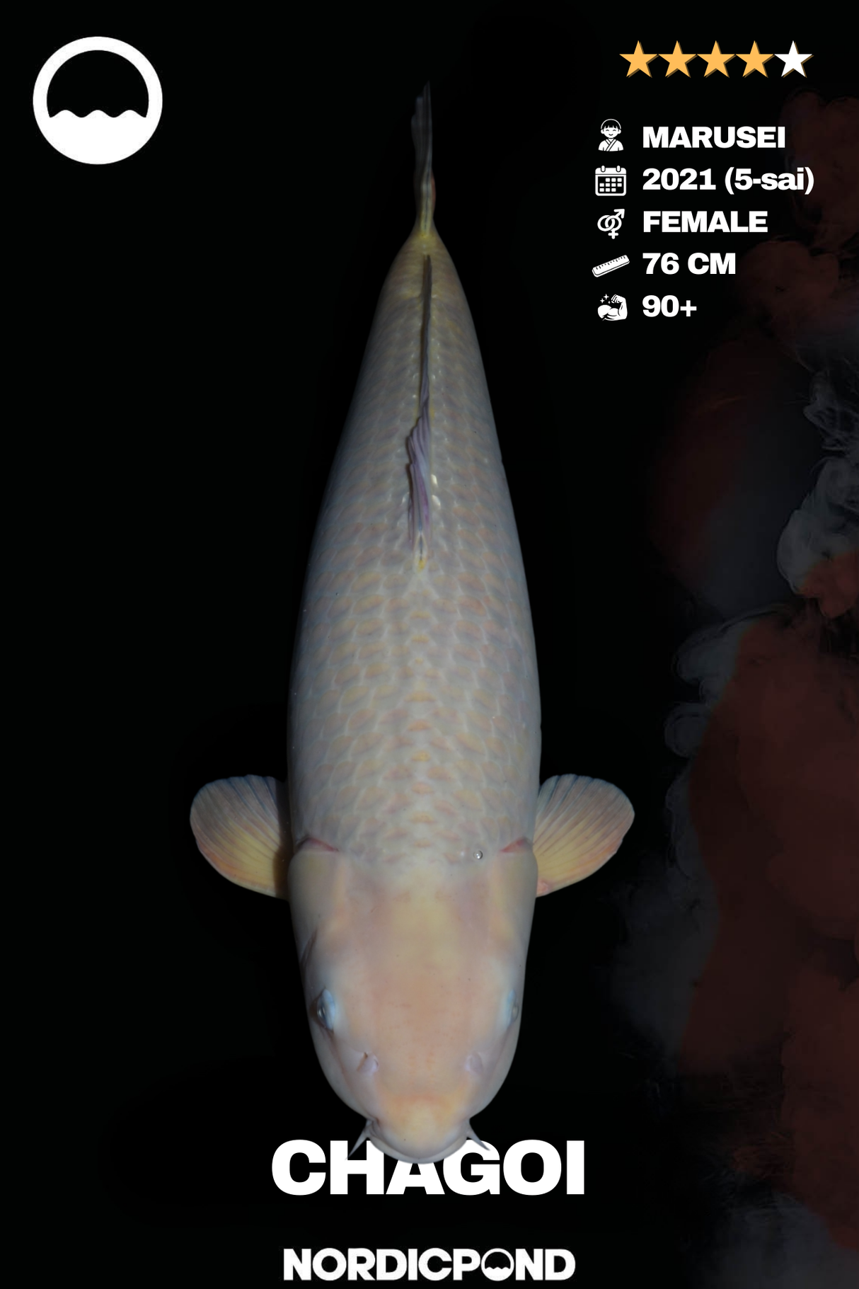 Chagoi Female