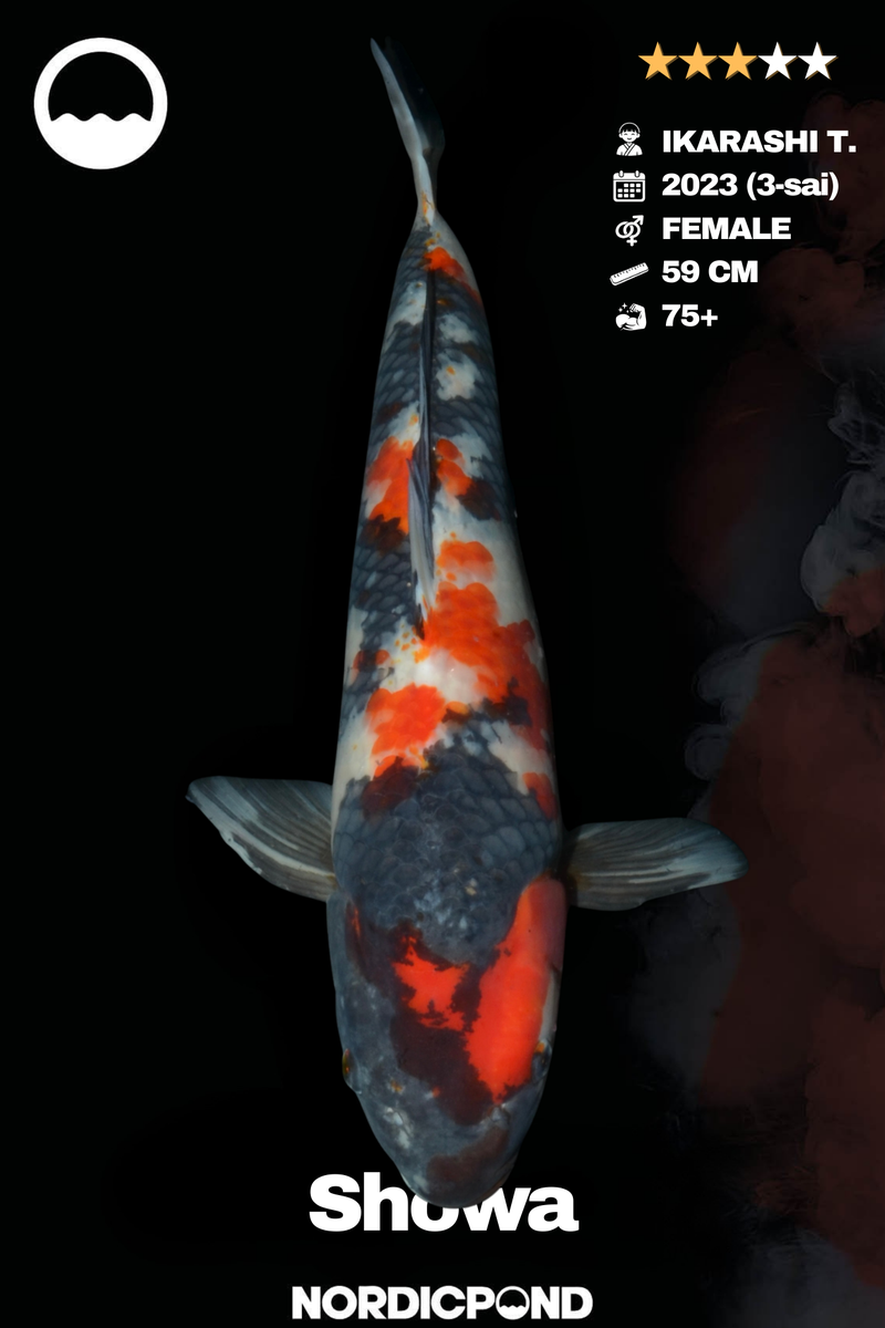 Ikarashi T. Showa Female