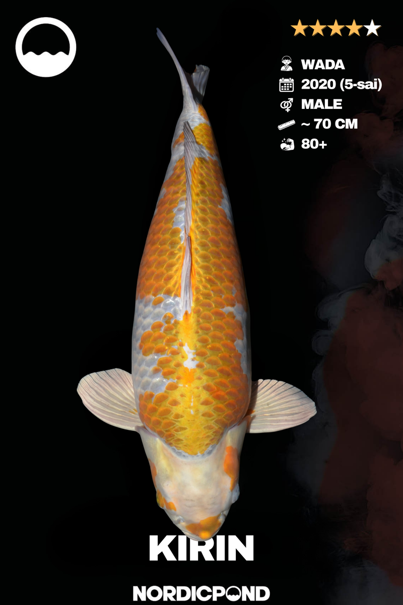 Wada Kirin Male