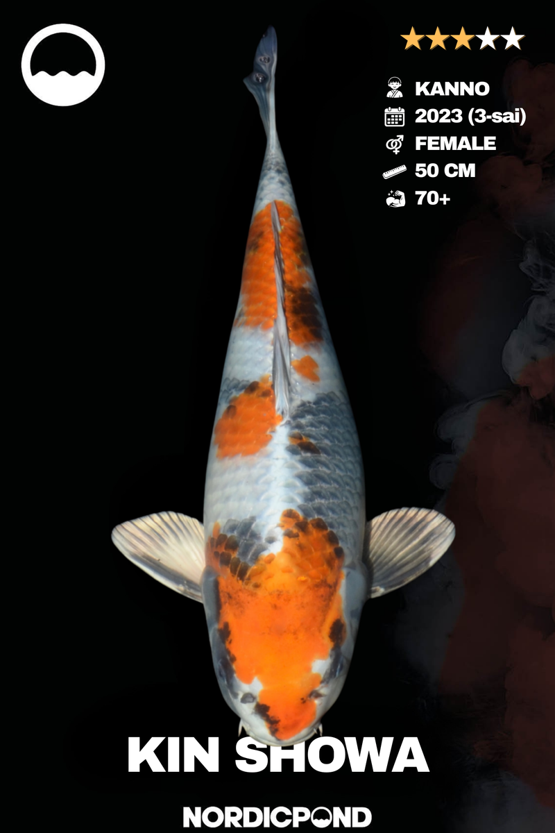 Kanno Kin Showa Female