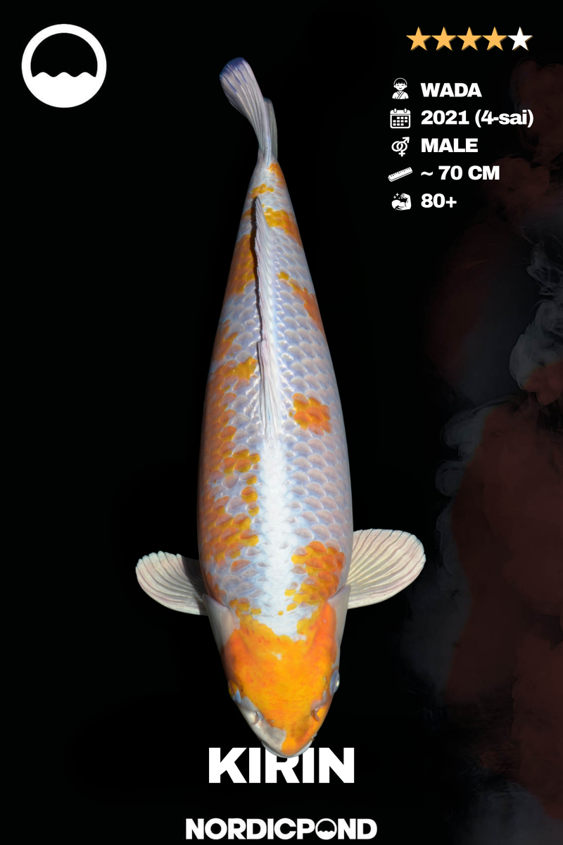 Wada Kirin Male