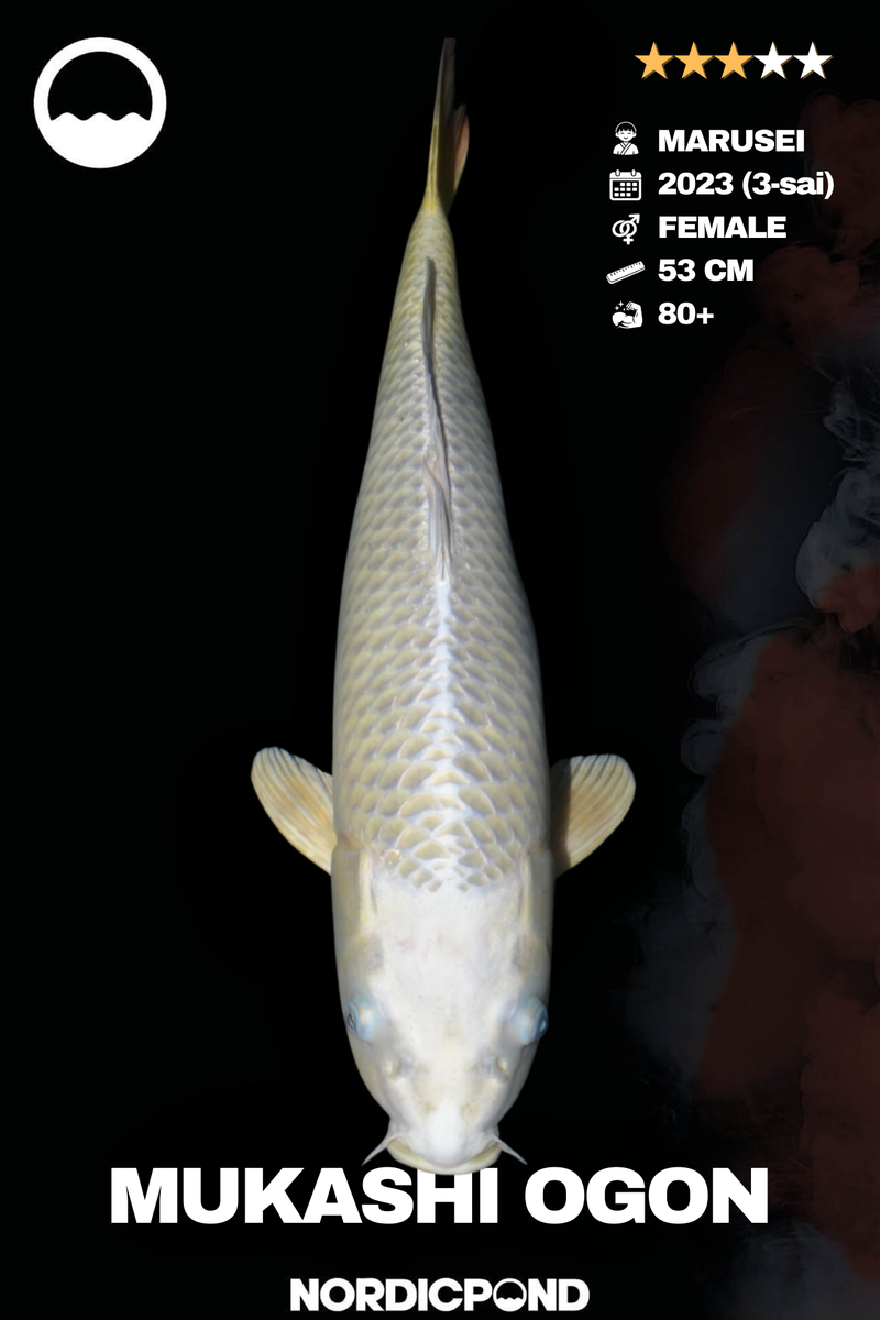 Marusei Mukashi Ogon Female