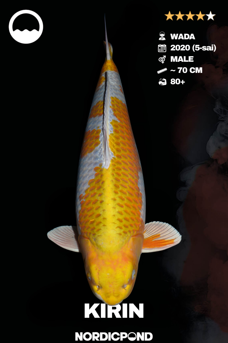 Wada Kirin Male