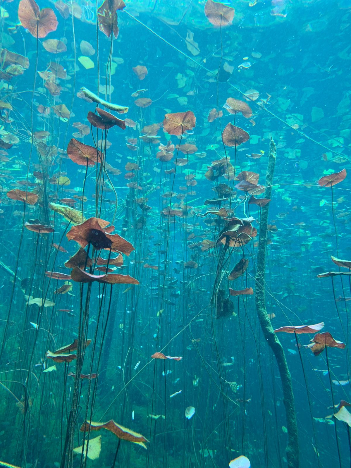 Aquarien