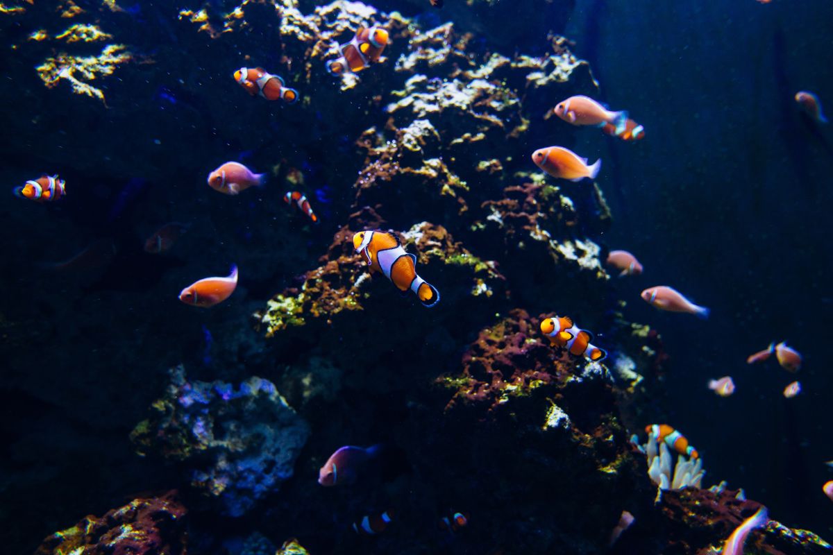 Aquaristik