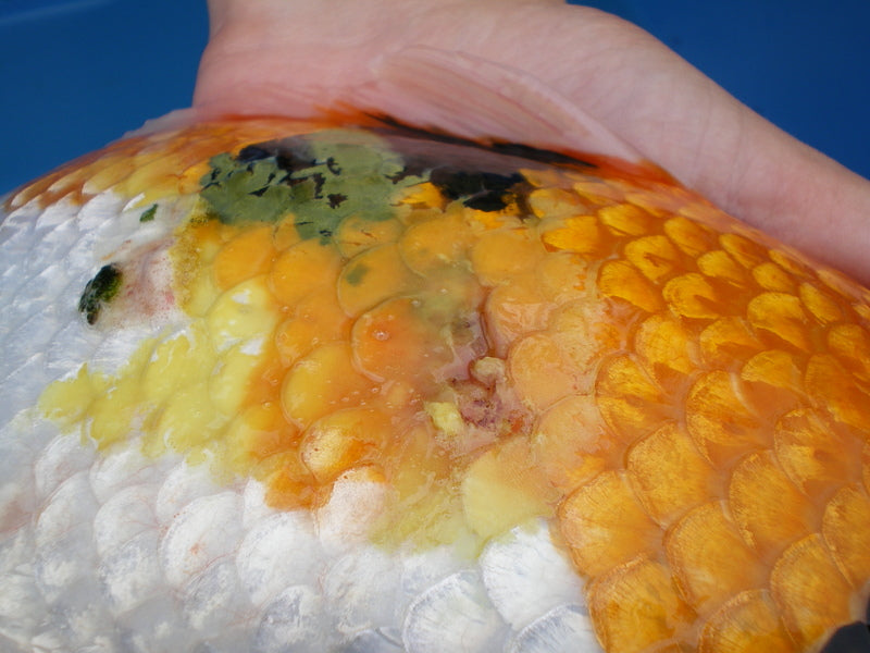 Fish Pharma Propolis Tinktur 30 ml - wirkt als natürliches Antibiotikum, schließt die Wunde