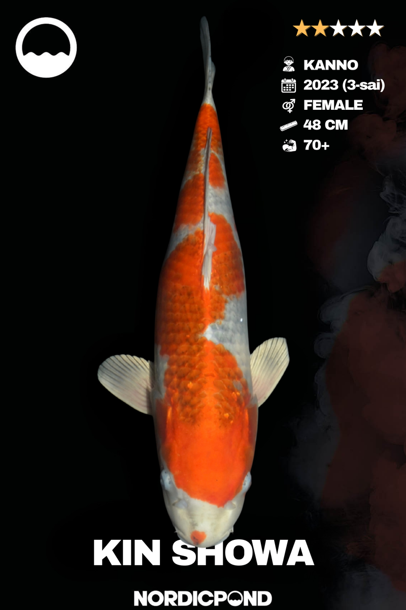 Kanno Kin Showa Female