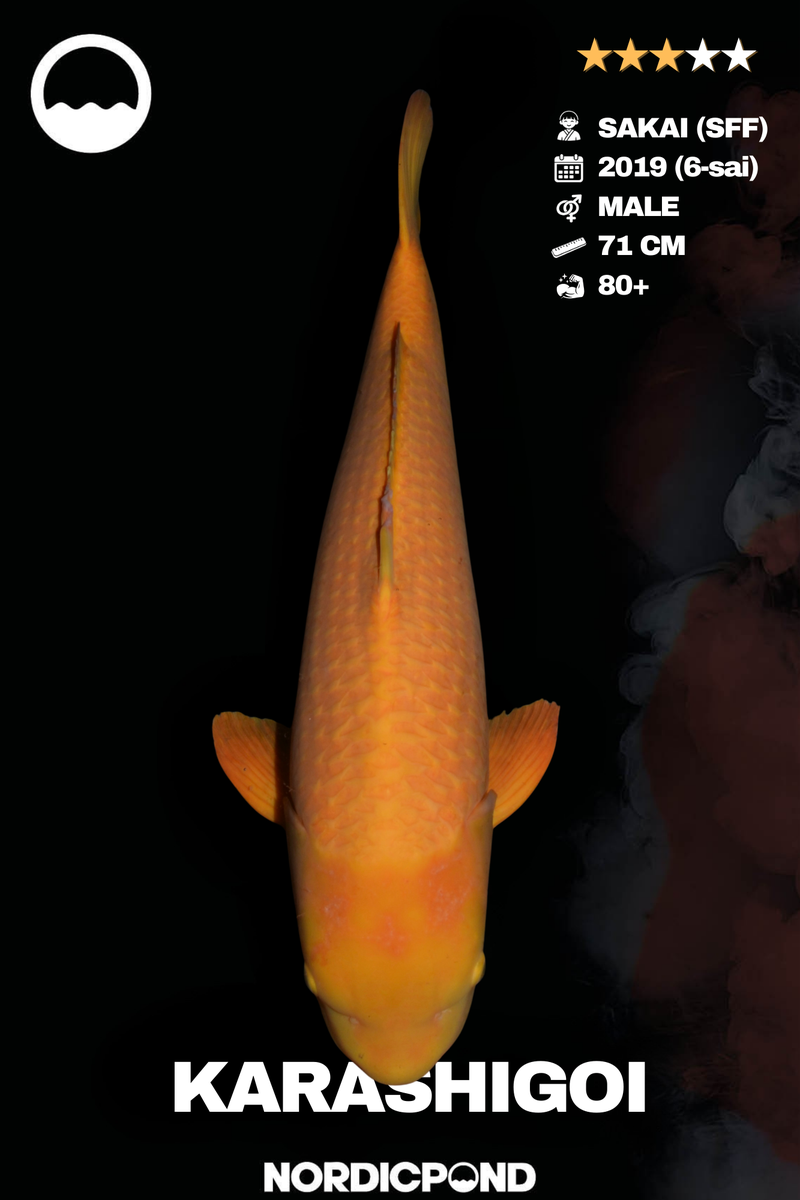 Sakai Karashigoi Male