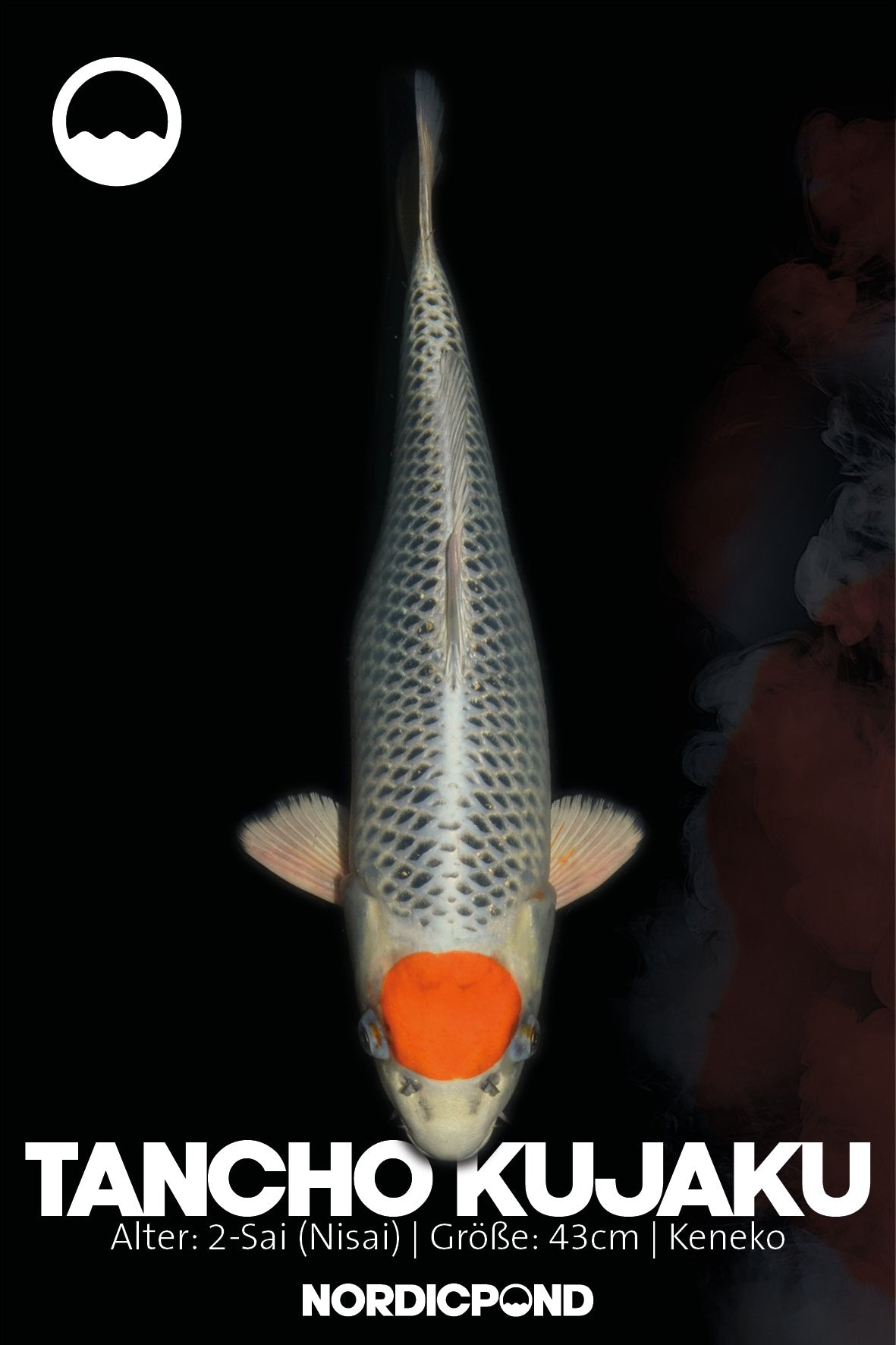 Kaneko Tancho Sakura Ogon