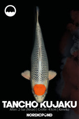 Kaneko Tancho Sakura Ogon