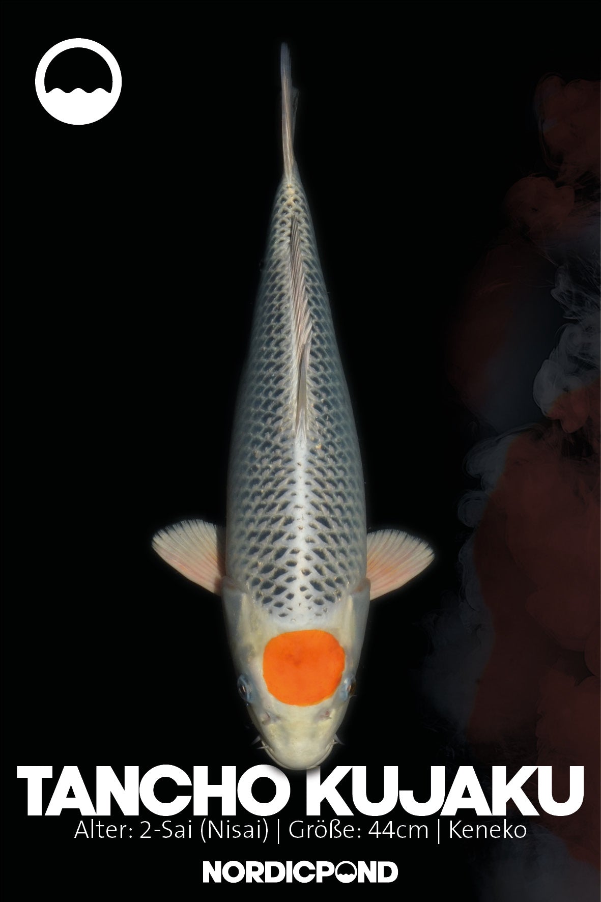 Kaneko Tancho Sakura Ogon
