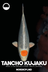 Kaneko Tancho Sakura Ogon