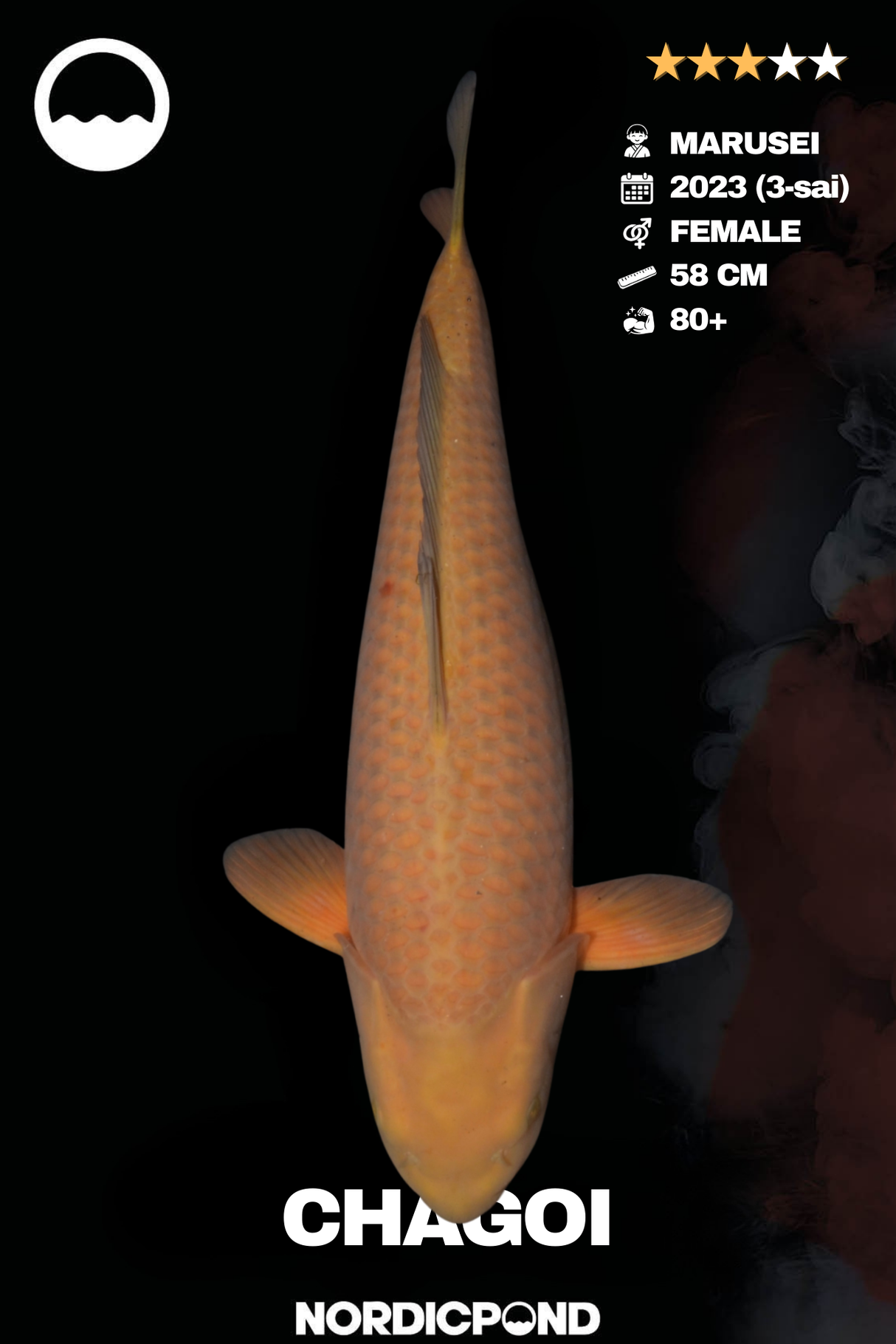 Chagoi – Female – Marusei Koifarm
