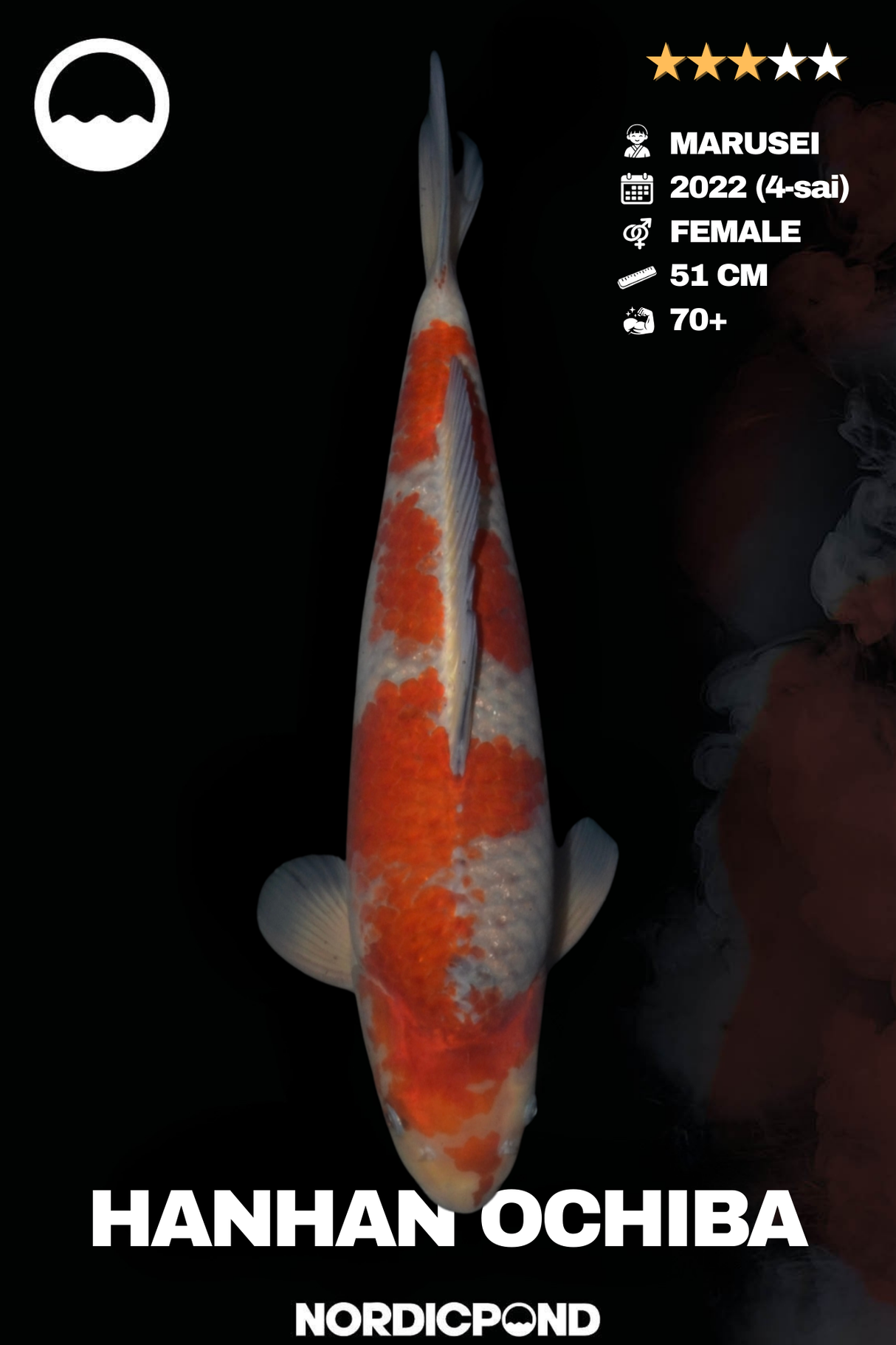 Hanhan Ochiba – Female – Marusei Koifarm