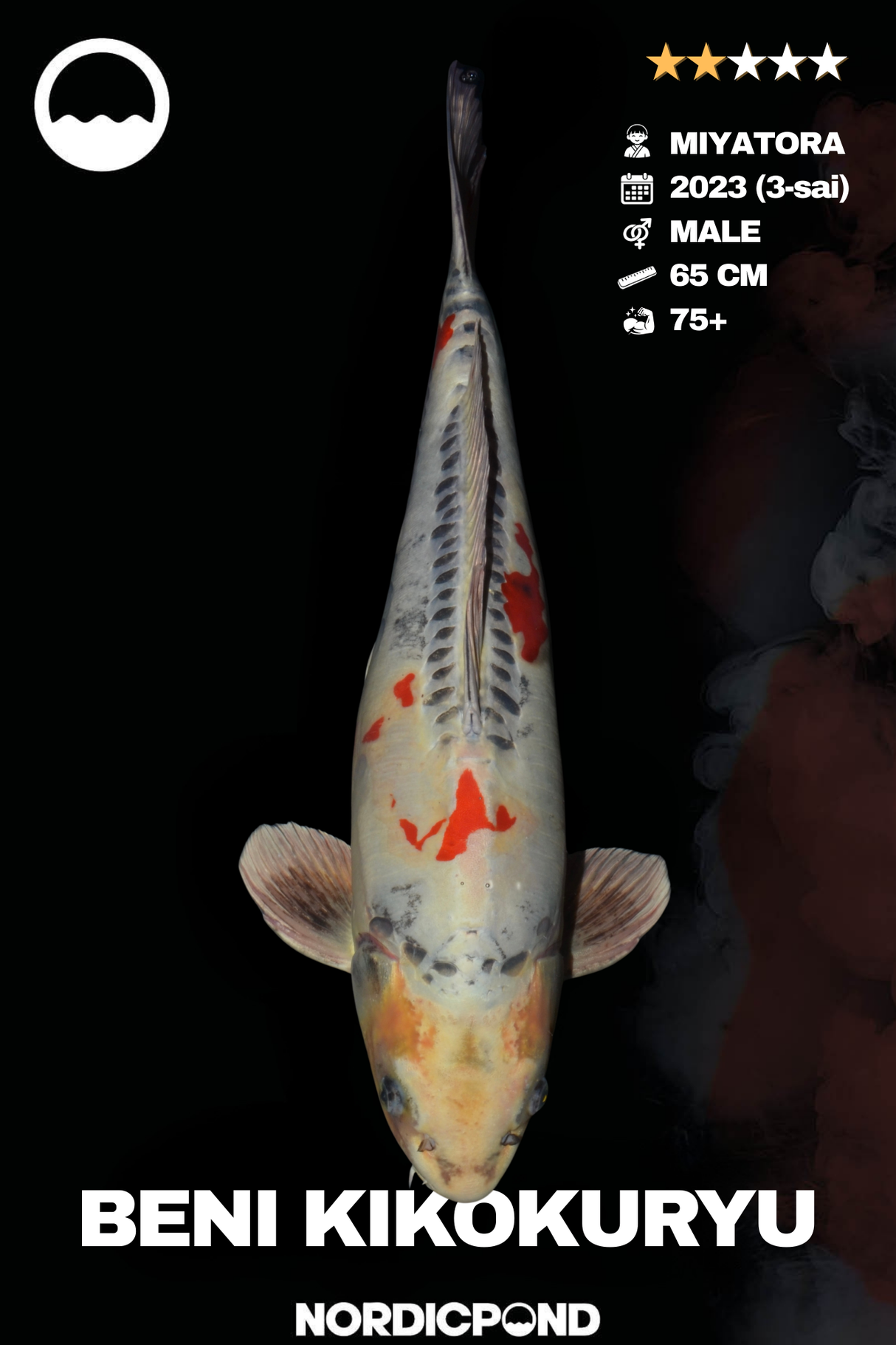 Beni Kikokuryu Male