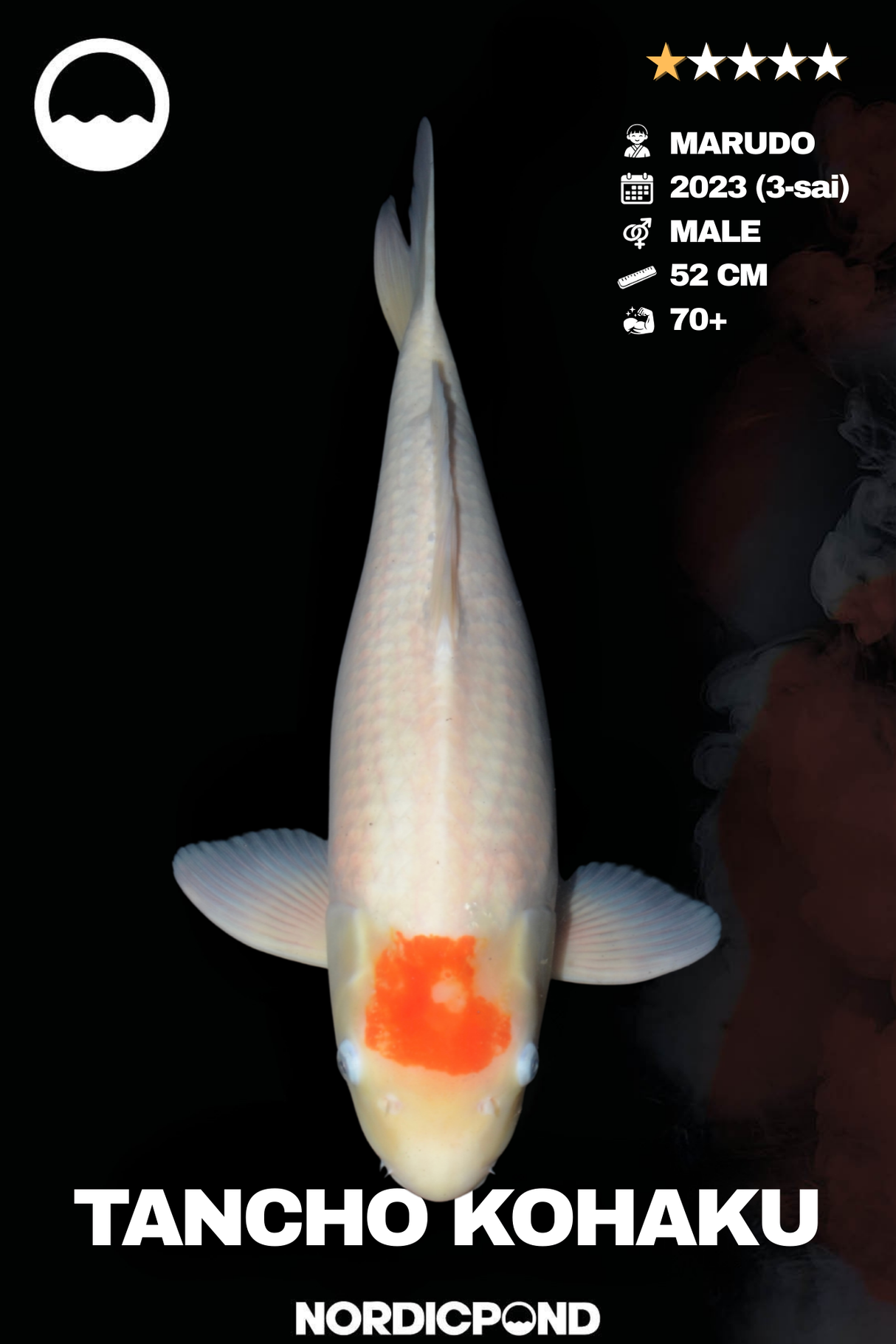 Marudo Tancho Kohaku Male