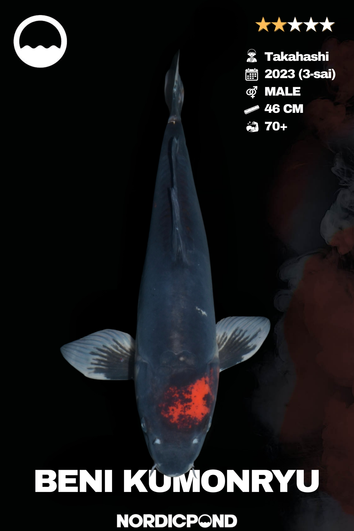 Beni Kumonryu Male