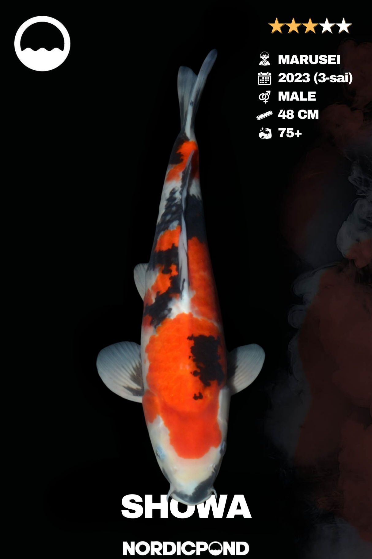Marusei Showa Male