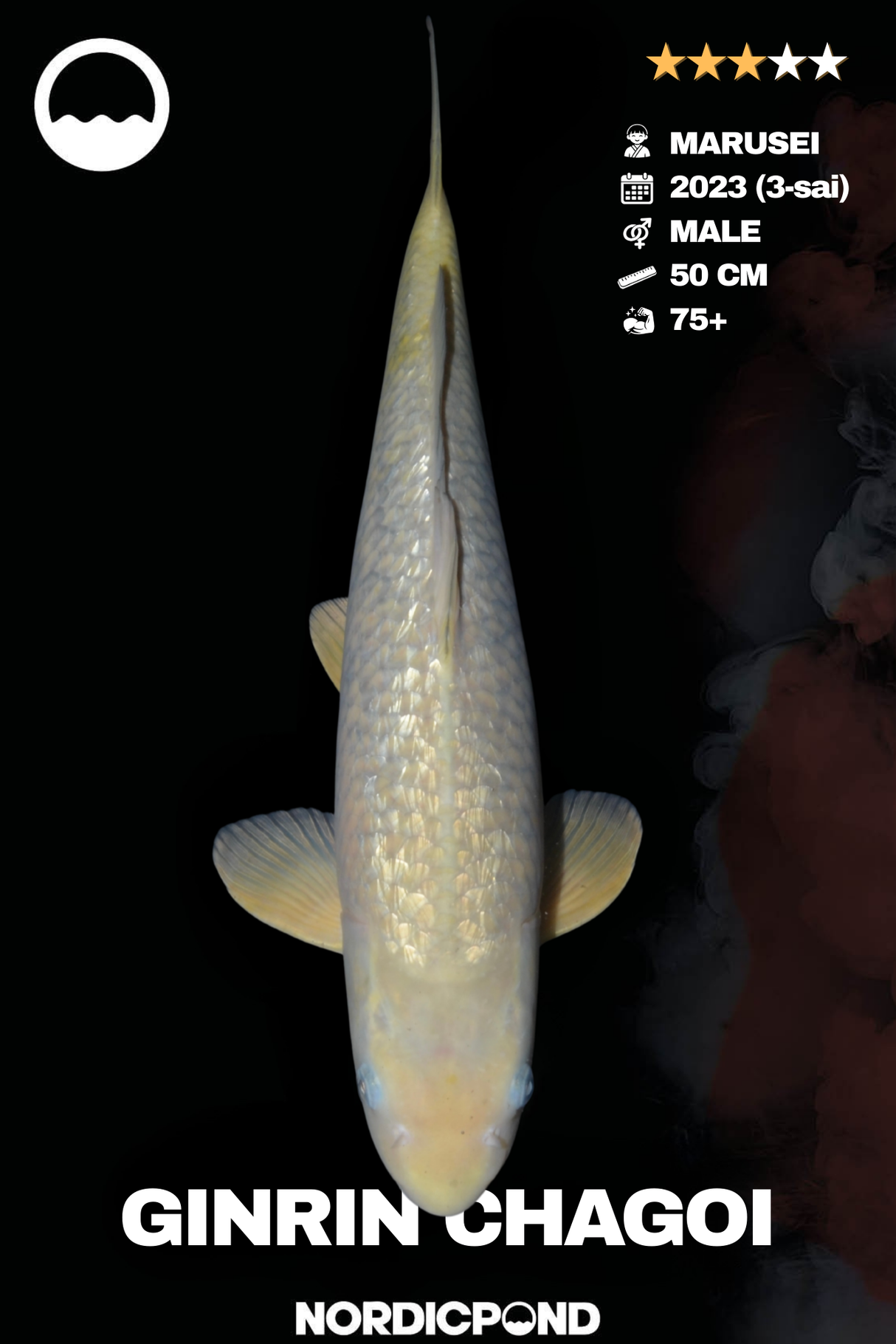 Marusei Ginrin Chagoi Male
