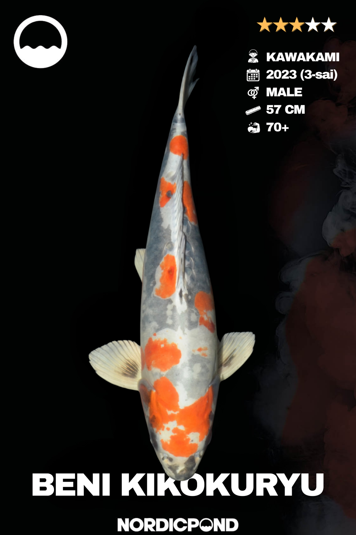 Beni Kikokuryo Male