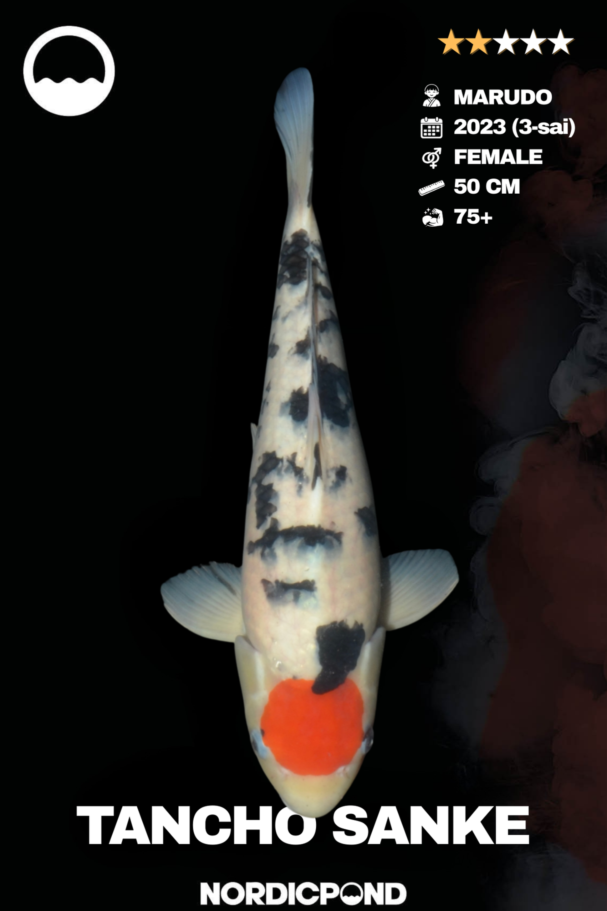 Marudo Tancho Sanke Female
