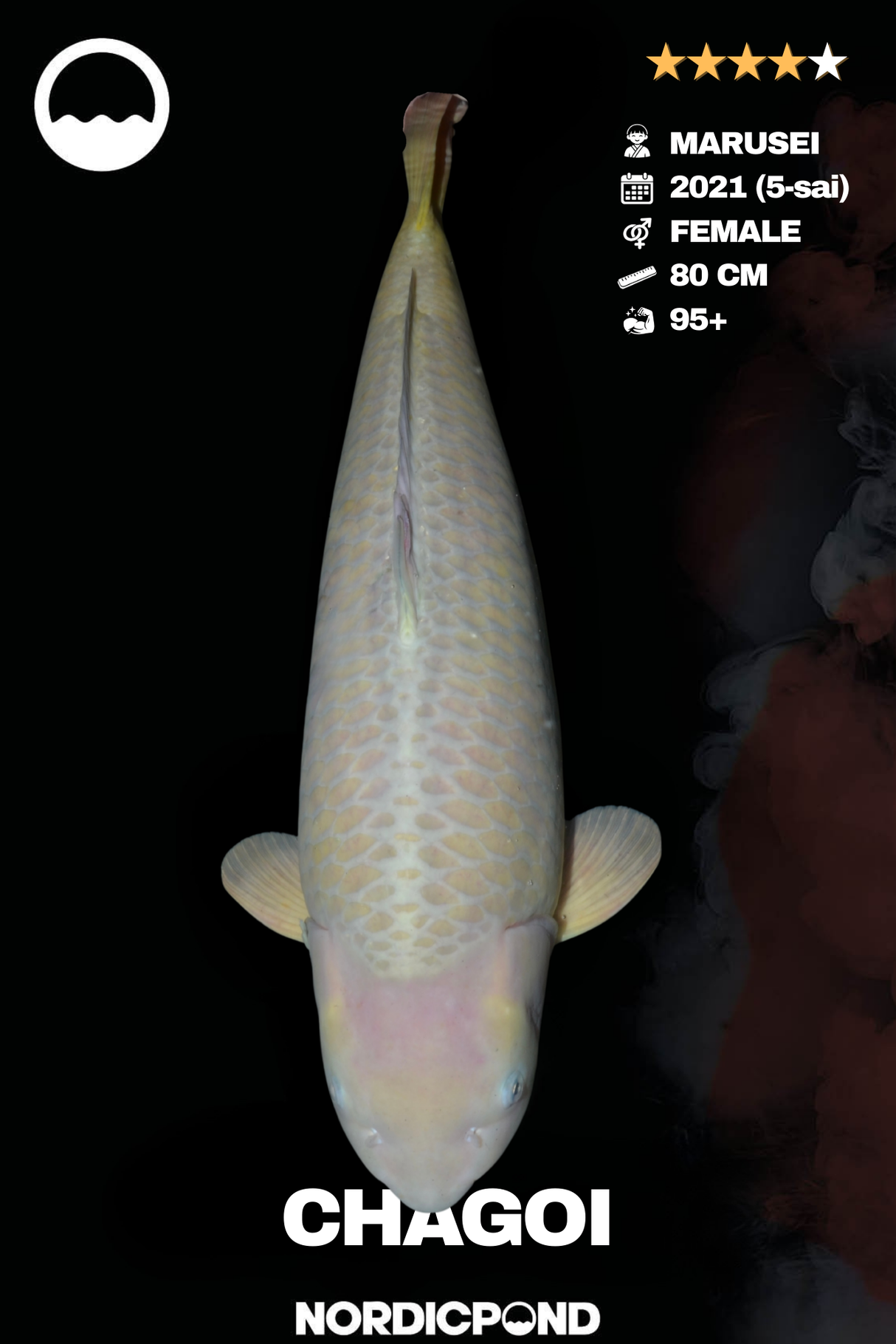 Marusei Chagoi Female