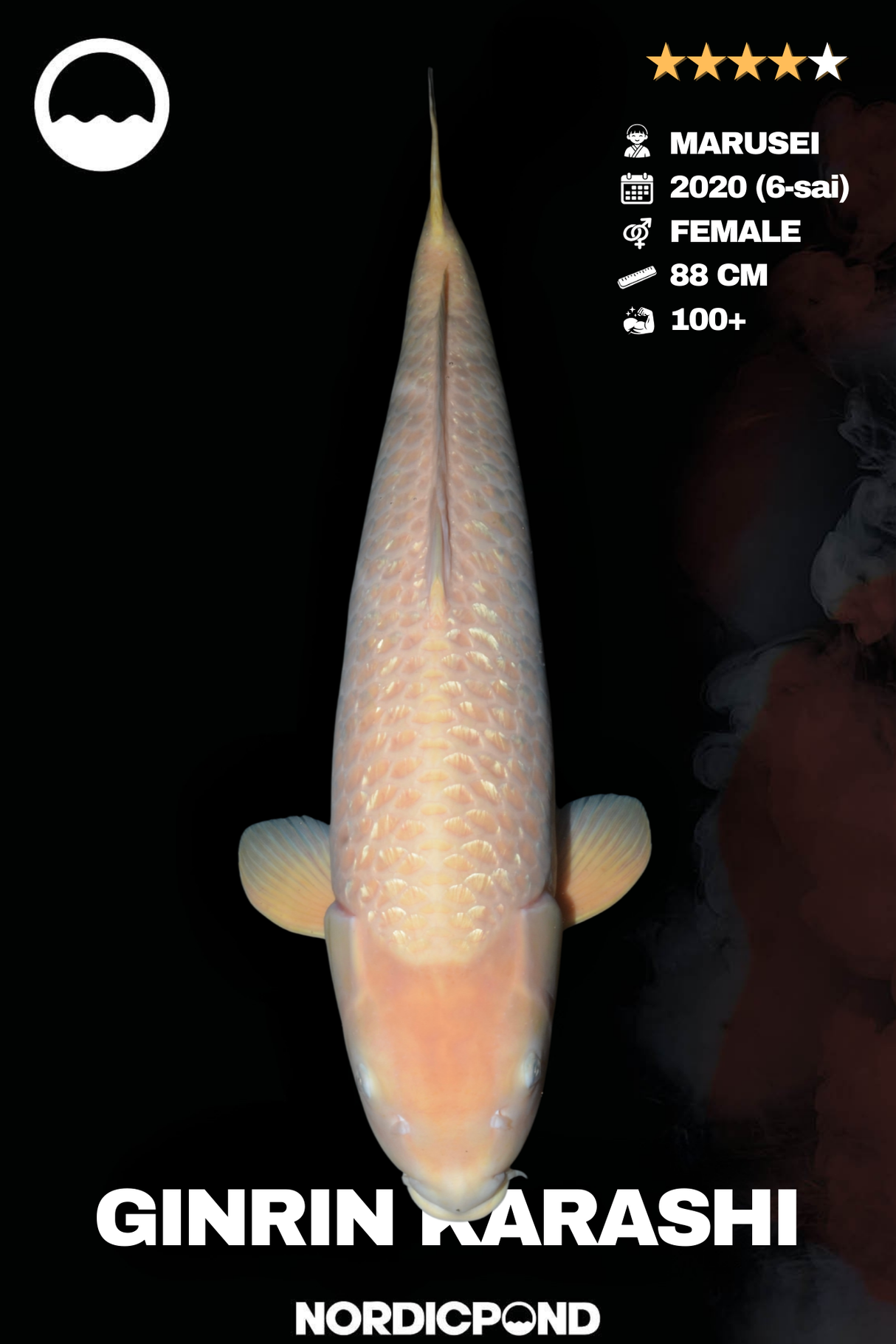 Marusei Ginrin Karashigoi Female