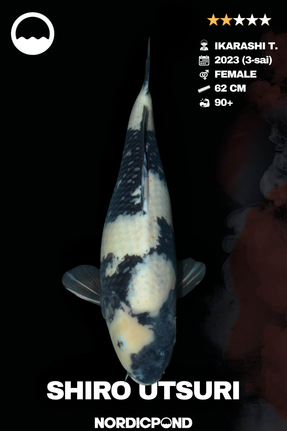 Ikarashi Shiro Utsuri Female