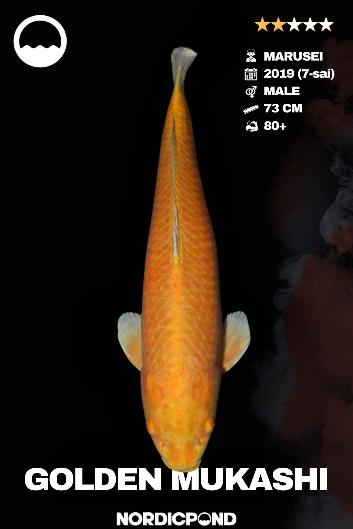 Marusei Golden Mukashi Male