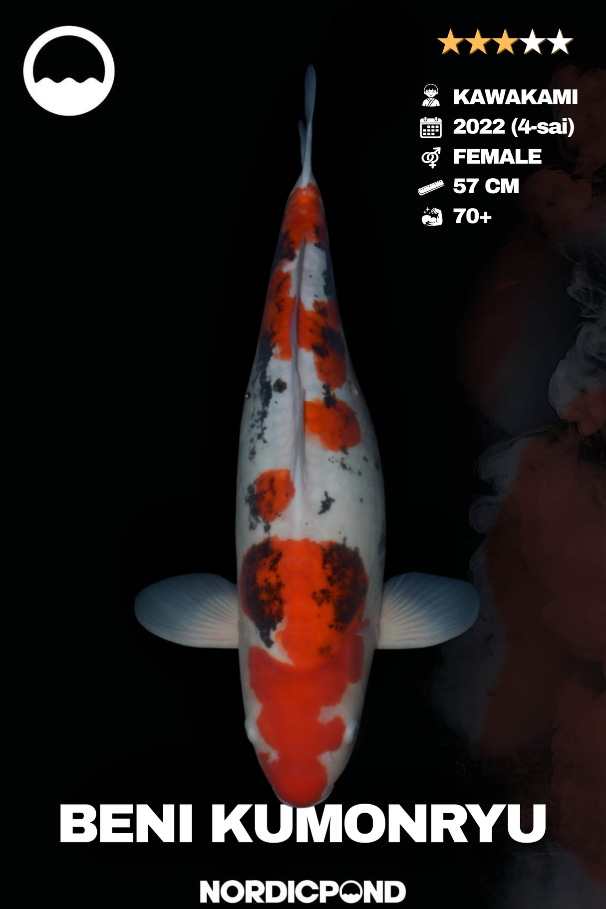 Beni Kumonryu Female