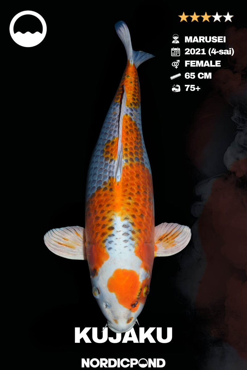 Marusei Kujaku Female