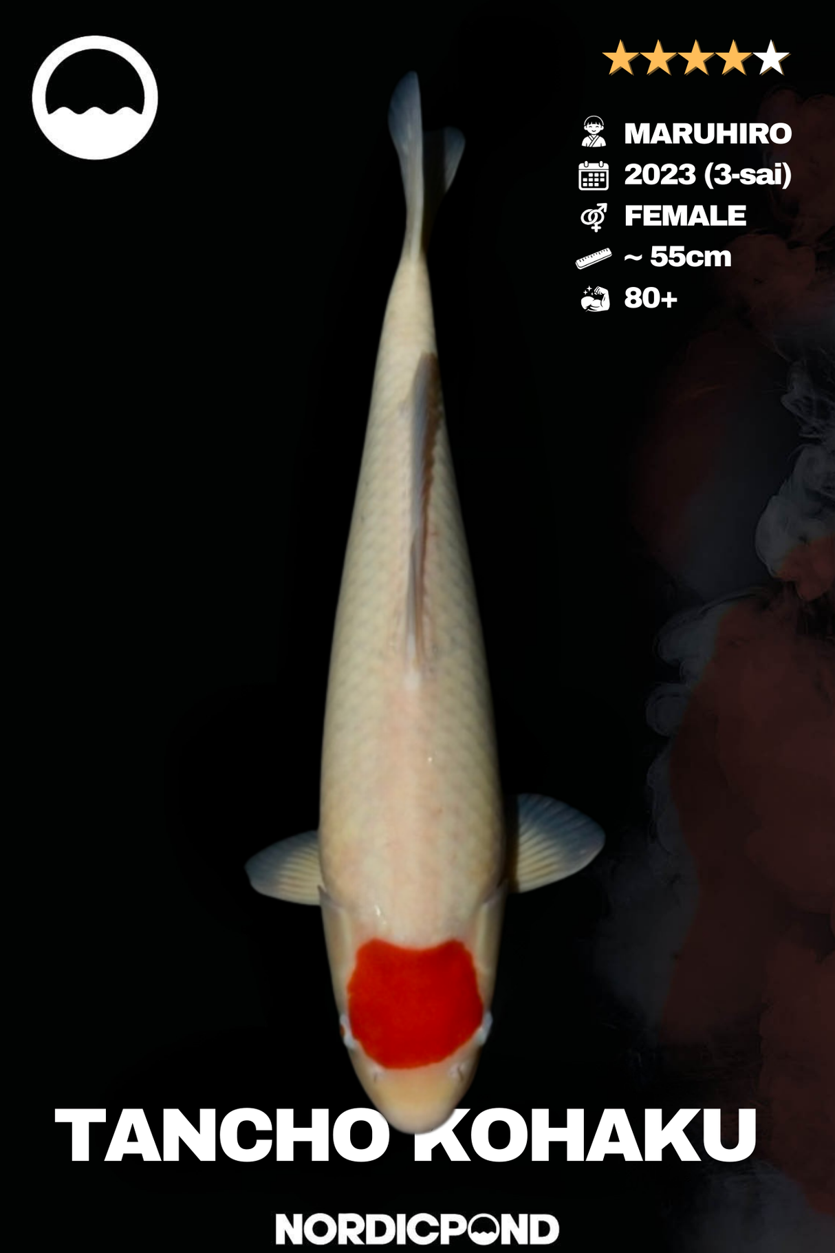 Maruhiro Tancho Kohaku Female