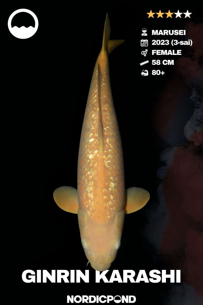 Marusei Ginrin Karashi Female