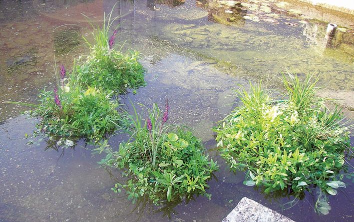 AquaForte Schwimmende Pflanzinsel