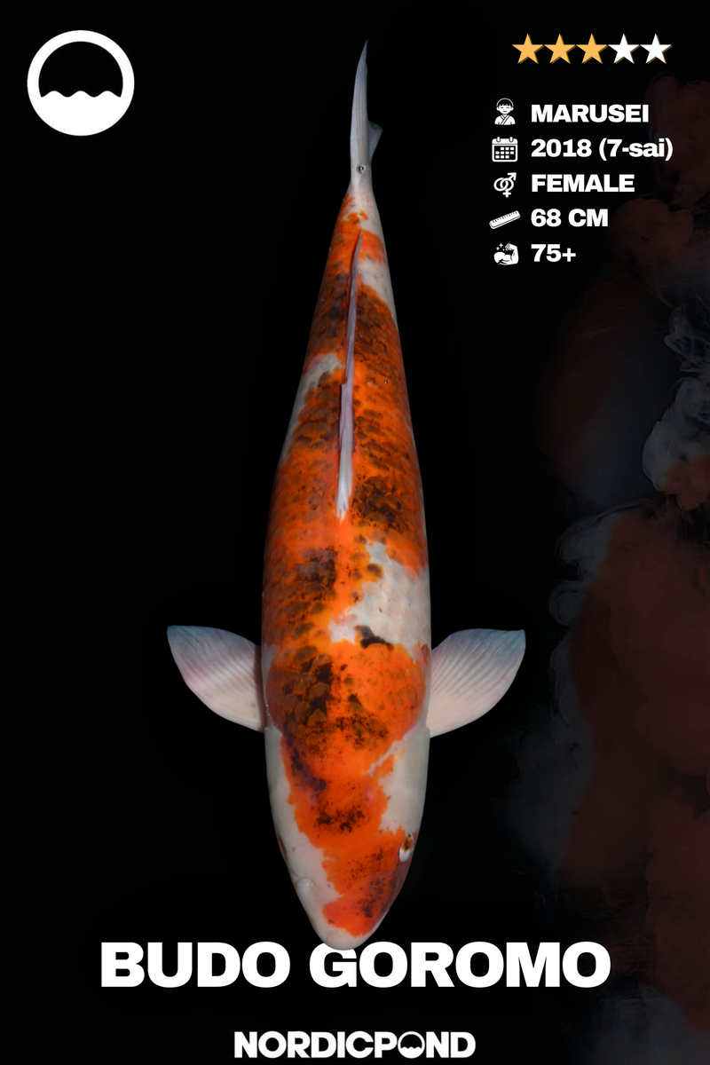 Marusei Budo Goromo Female