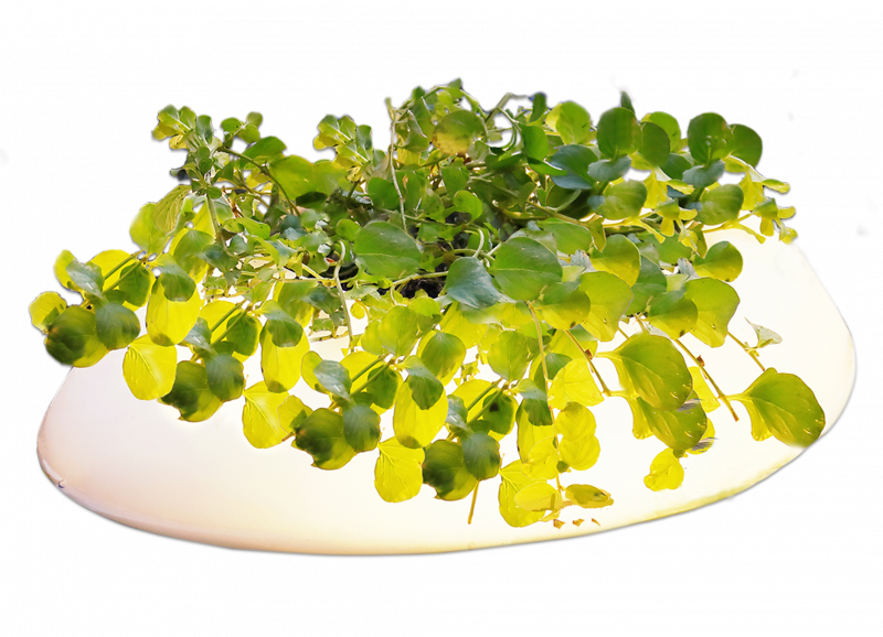 Veld Floating Pond Light beleuchtete Pflanzinsel