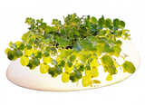 Veld Floating Pond Light beleuchtete Pflanzinsel
