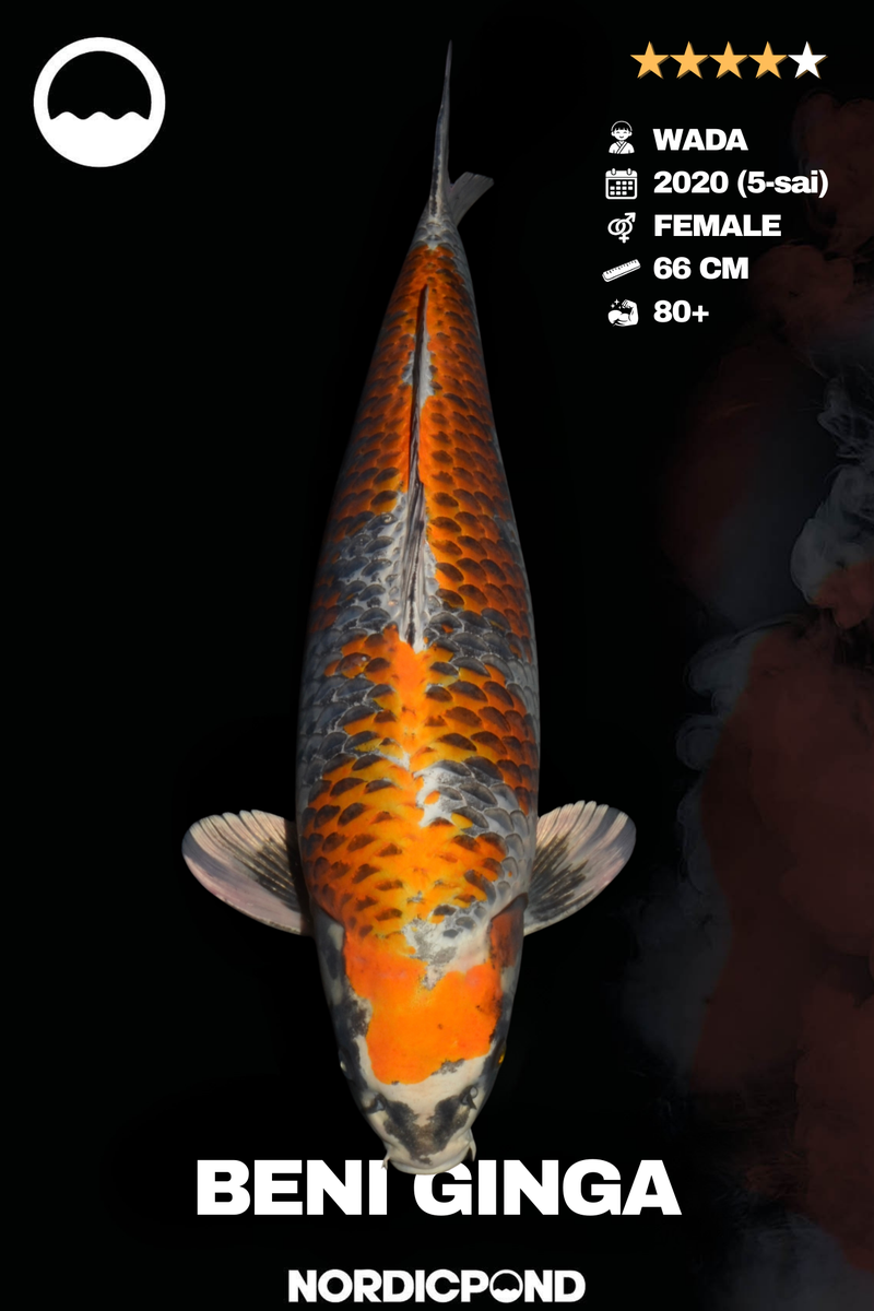 Wada Beni Ginga Female