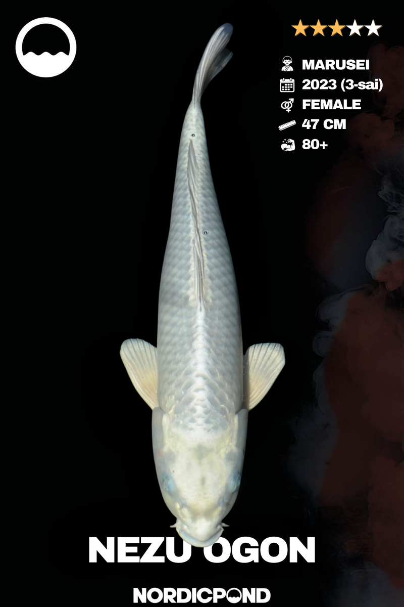 Marusei Nezu Ogon Female